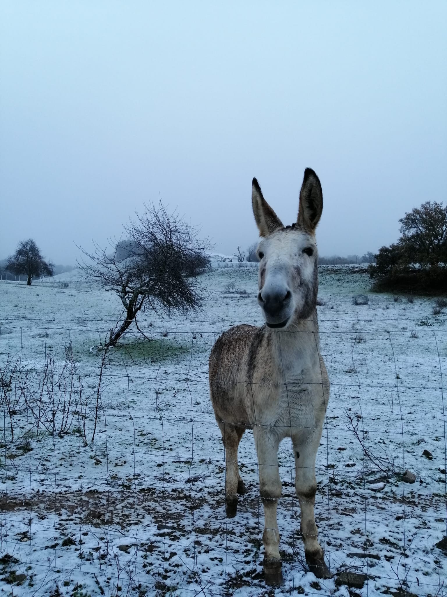 El temporal Filomena lleva la nieve a la Sierra Norte de Sevilla